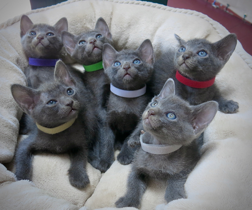 Kittens at 5 weeks
